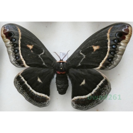 Eupackardia calleta (Westwood, 1853) female ex. ovo USA 118mm73